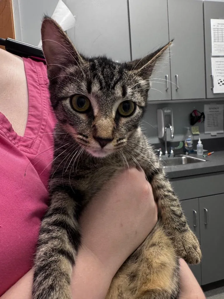 A baby medium-sized female Domestic Short Hair cat named Angel Bug for adoption in Bloomington, IN