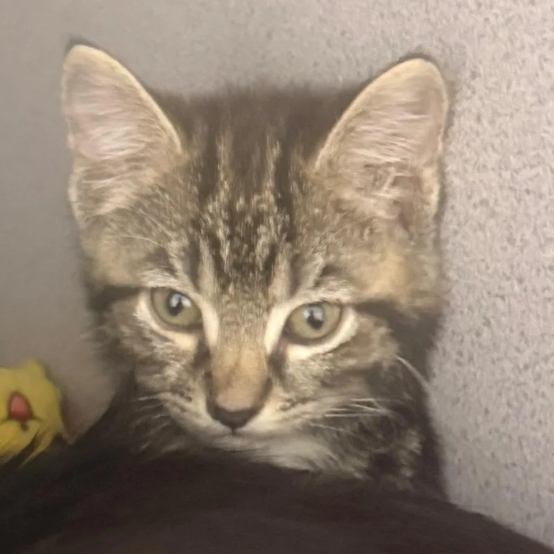A baby small-sized female Brown / Chocolate Domestic Short Hair cat named Maxene for adoption in Evansville, IN