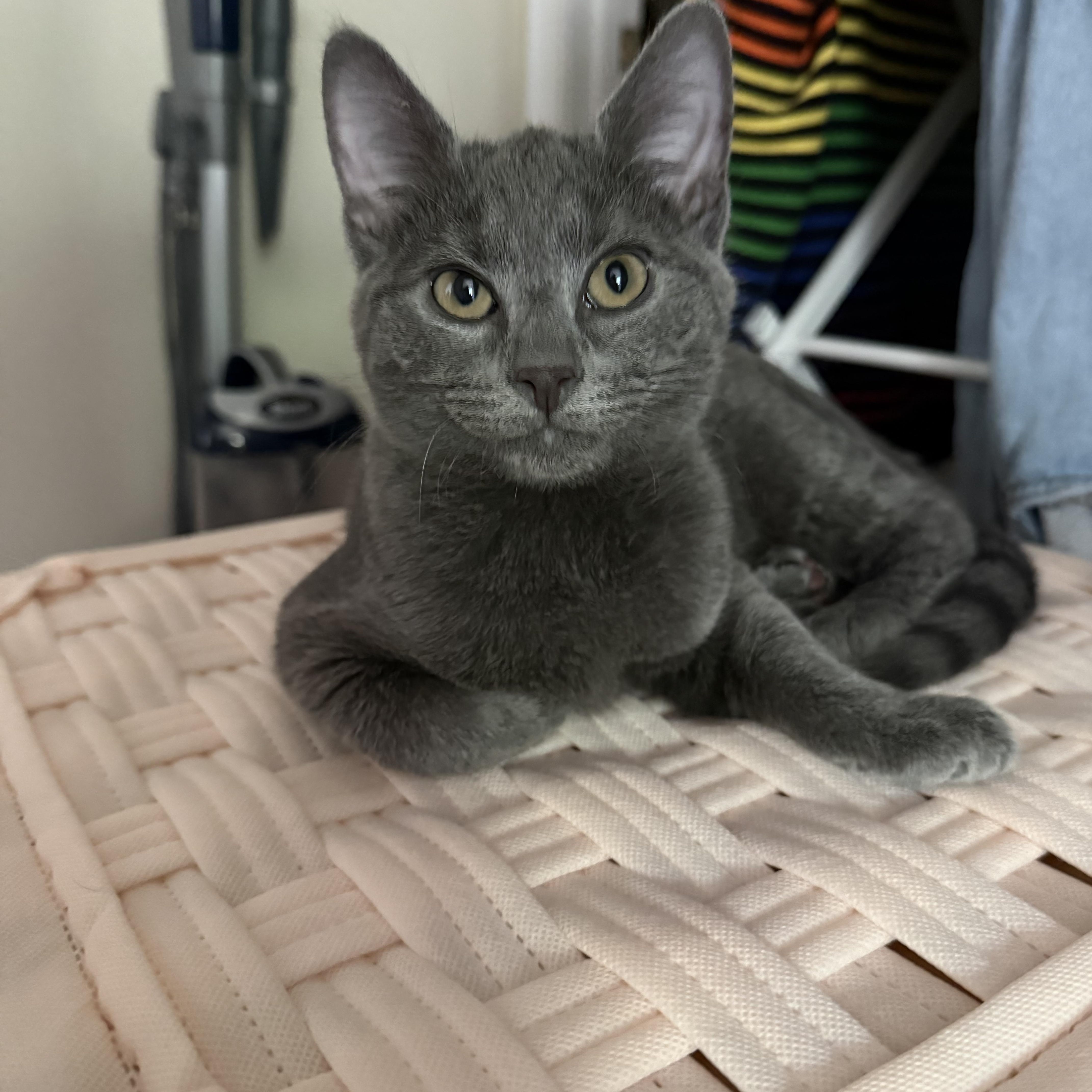 A baby medium-sized female Gray / Blue / Silver Domestic Short Hair cat named Angel Baby Face for adoption in Seneca, SC