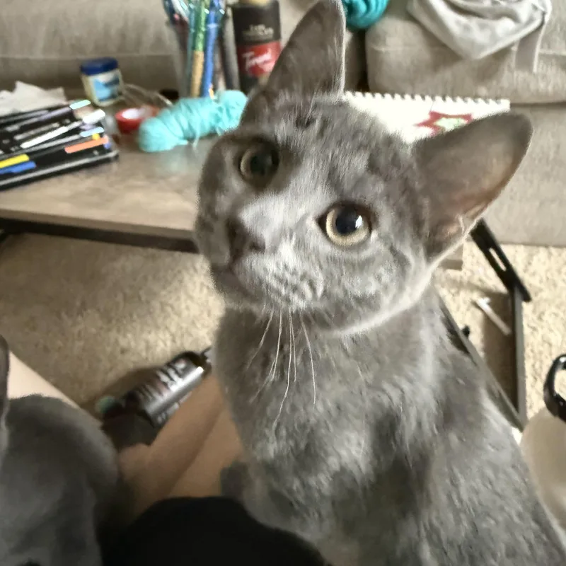 Angel Baby Face thumbnail 2