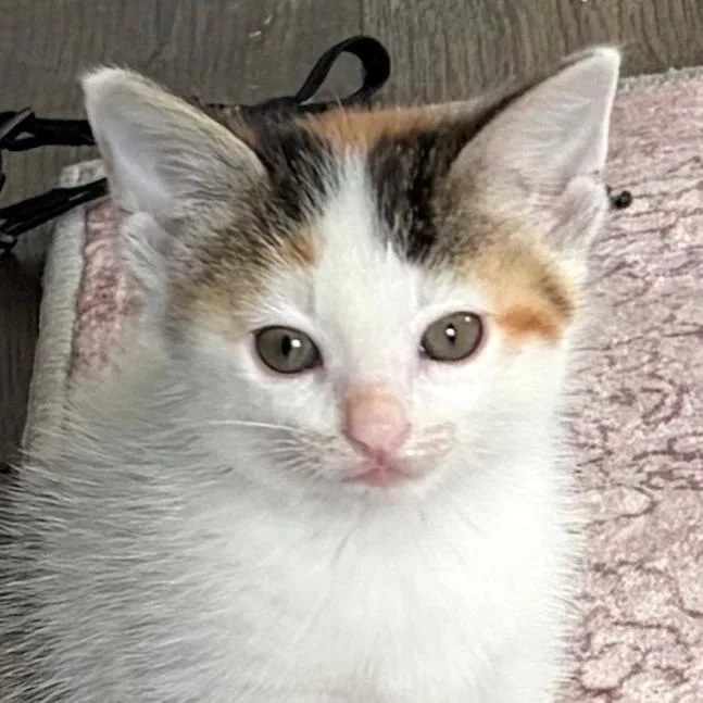 A baby small-sized female White Domestic Short Hair cat named Double Spiral for adoption in Austin, TX
