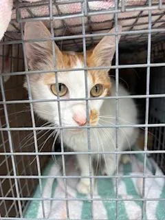 An adult large-sized male Domestic Medium Hair cat named King Triton for adoption in Honolulu, HI