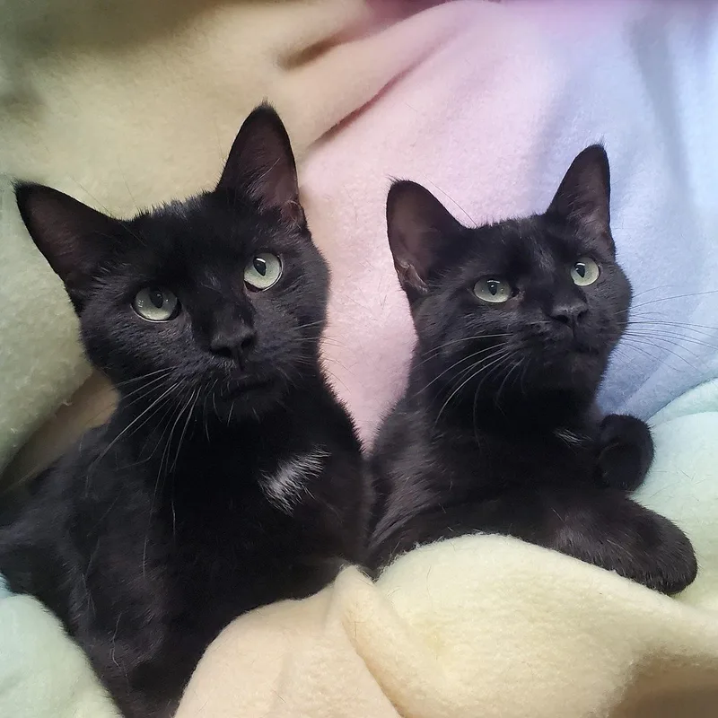 Cosmo & Luna