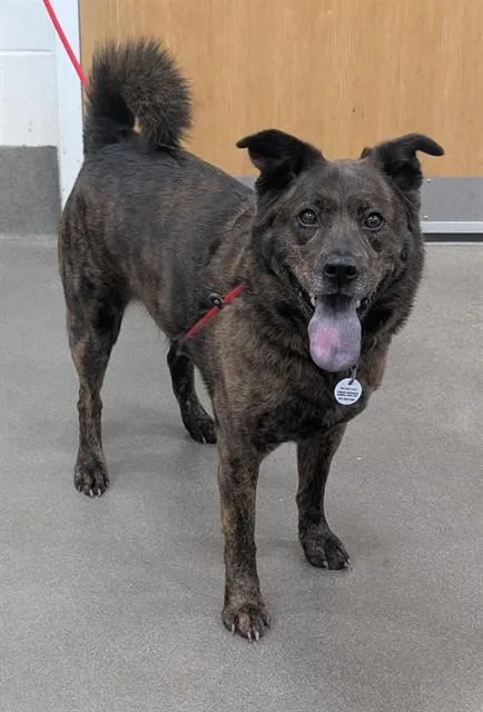 An adult medium-sized female Chow Chow dog named Coco for adoption in Upper Marlboro, MD