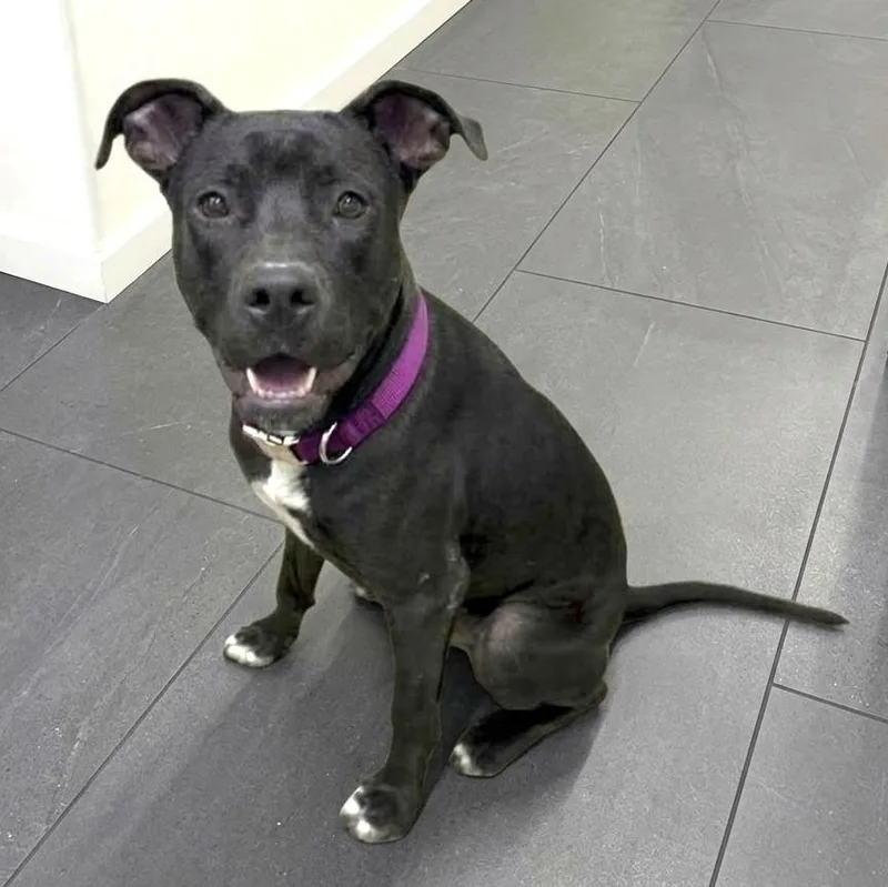 A young medium-sized male Black Pit Bull Terrier dog named Terry for adoption in Southport, CT