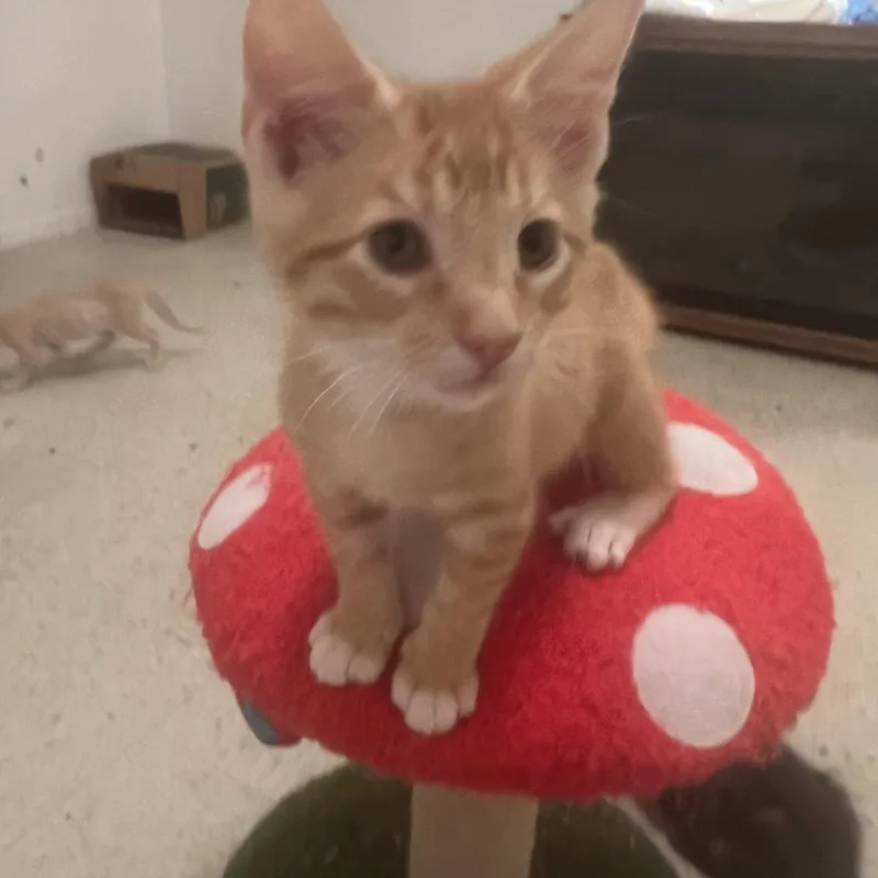A baby medium-sized male Orange & White Domestic Short Hair cat named Norman  Riley Fuzzell for adoption in Spring, TX