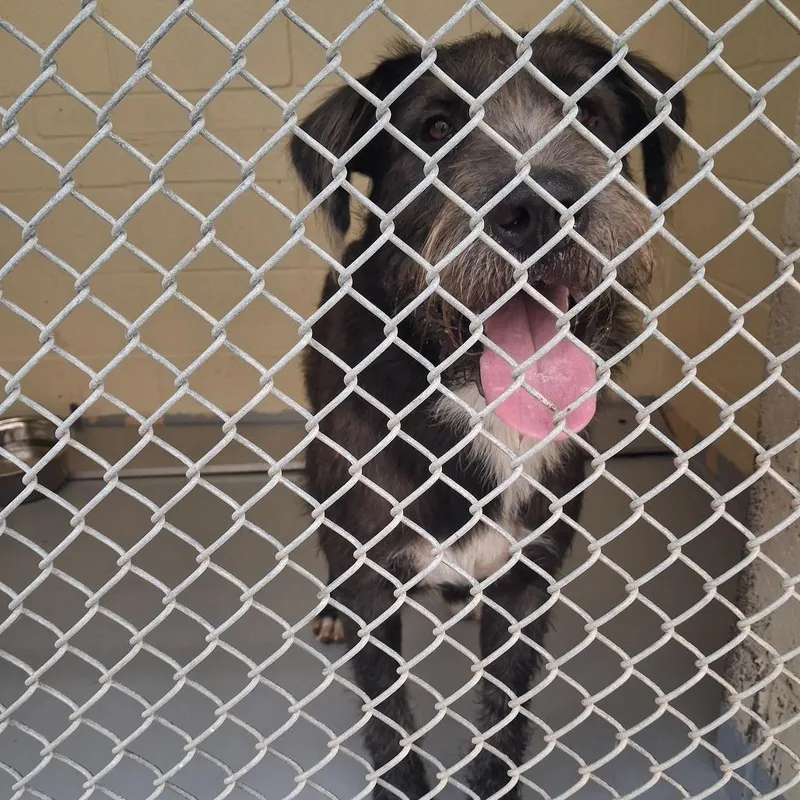 An adult large-sized male Black Scottish Terrier dog named Rocko for adoption in Lufkin, TX