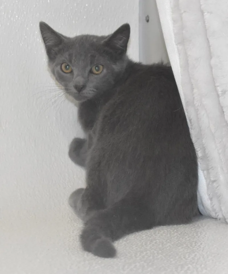 A baby large-sized male Domestic Short Hair cat named Michael Meowers for adoption in Springfield, OH