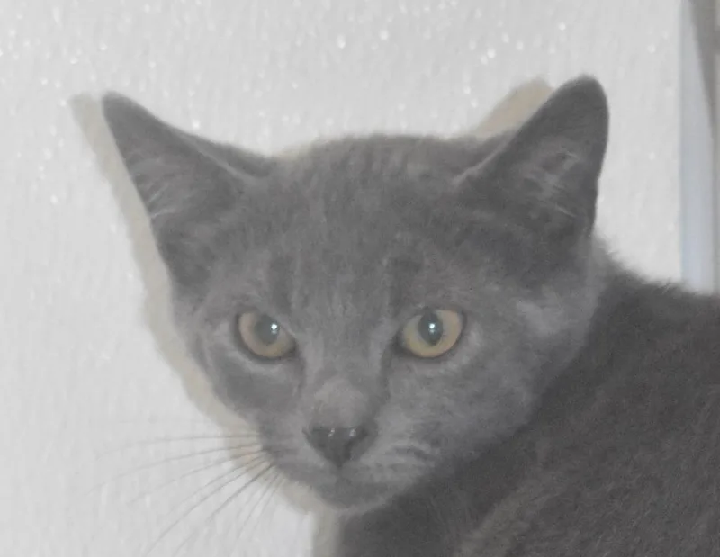 Michael Meowers thumbnail 3