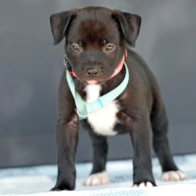 A baby medium-sized male Pit Bull Terrier dog named Charizard for adoption in Madisonville, TX