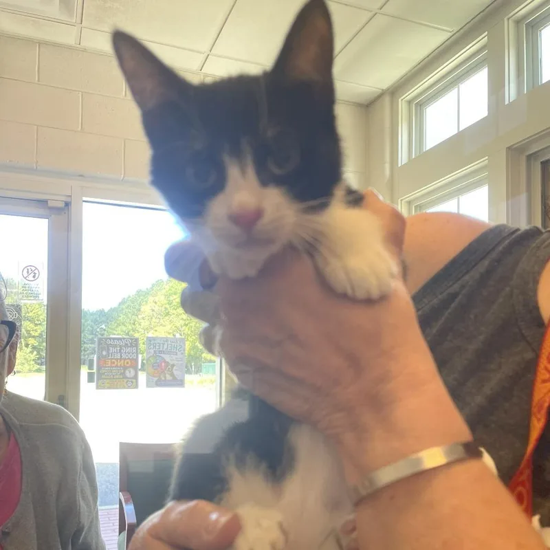 A baby small-sized female Black Domestic Short Hair cat named Polly Pocket for adoption in Gloucester, VA
