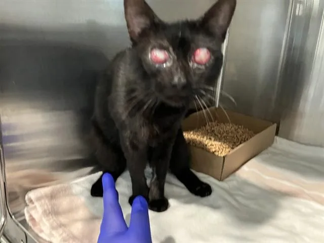 An adult medium-sized male Domestic Short Hair cat named Salento for adoption in Long Beach, CA