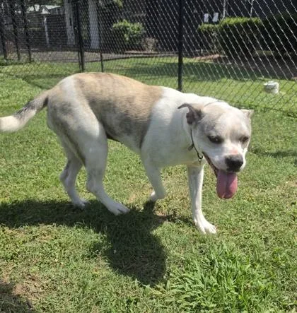 A young medium-sized female Boston Terrier dog named Scarlett for adoption in Conway, SC