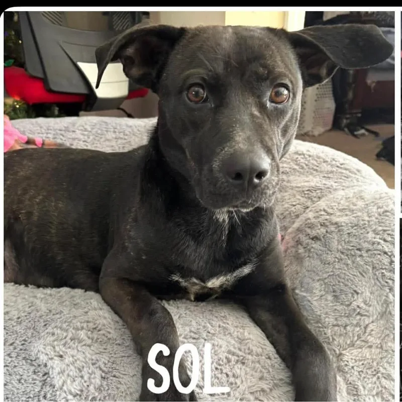 An adult medium-sized female Black Labrador Retriever dog named Sol for adoption in St. Peters, MO