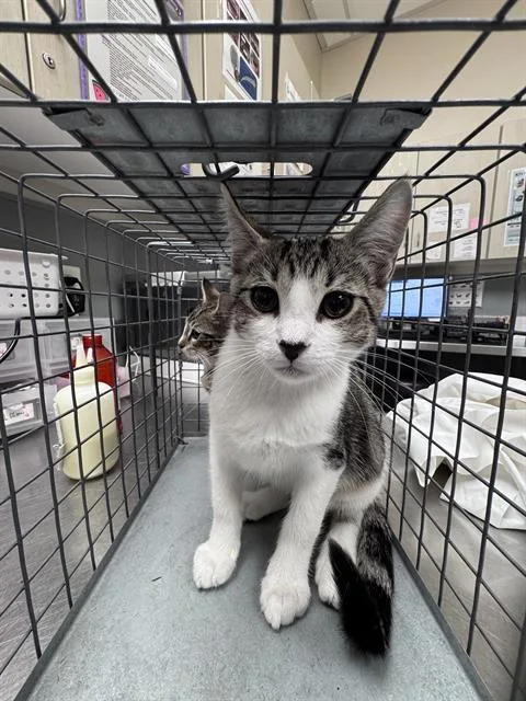 A baby small-sized female Domestic Short Hair cat named Gillian for adoption in Las Vegas, NV