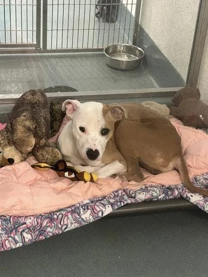 An adult large-sized female Pit Bull Terrier dog named Bella Claire for adoption in Roseville, CA