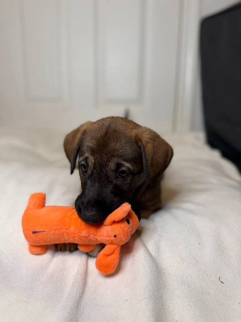 A baby medium-sized female German Shepherd Dog dog named Shira for adoption in Minneapolis, MN