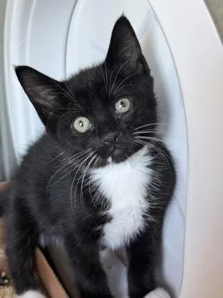 A baby small-sized male Domestic Short Hair cat named Sanji for adoption in West Chester, PA