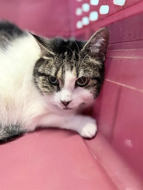 A senior medium-sized female Brown / Chocolate Domestic Short Hair cat named Sweetie for adoption in Tavares, FL