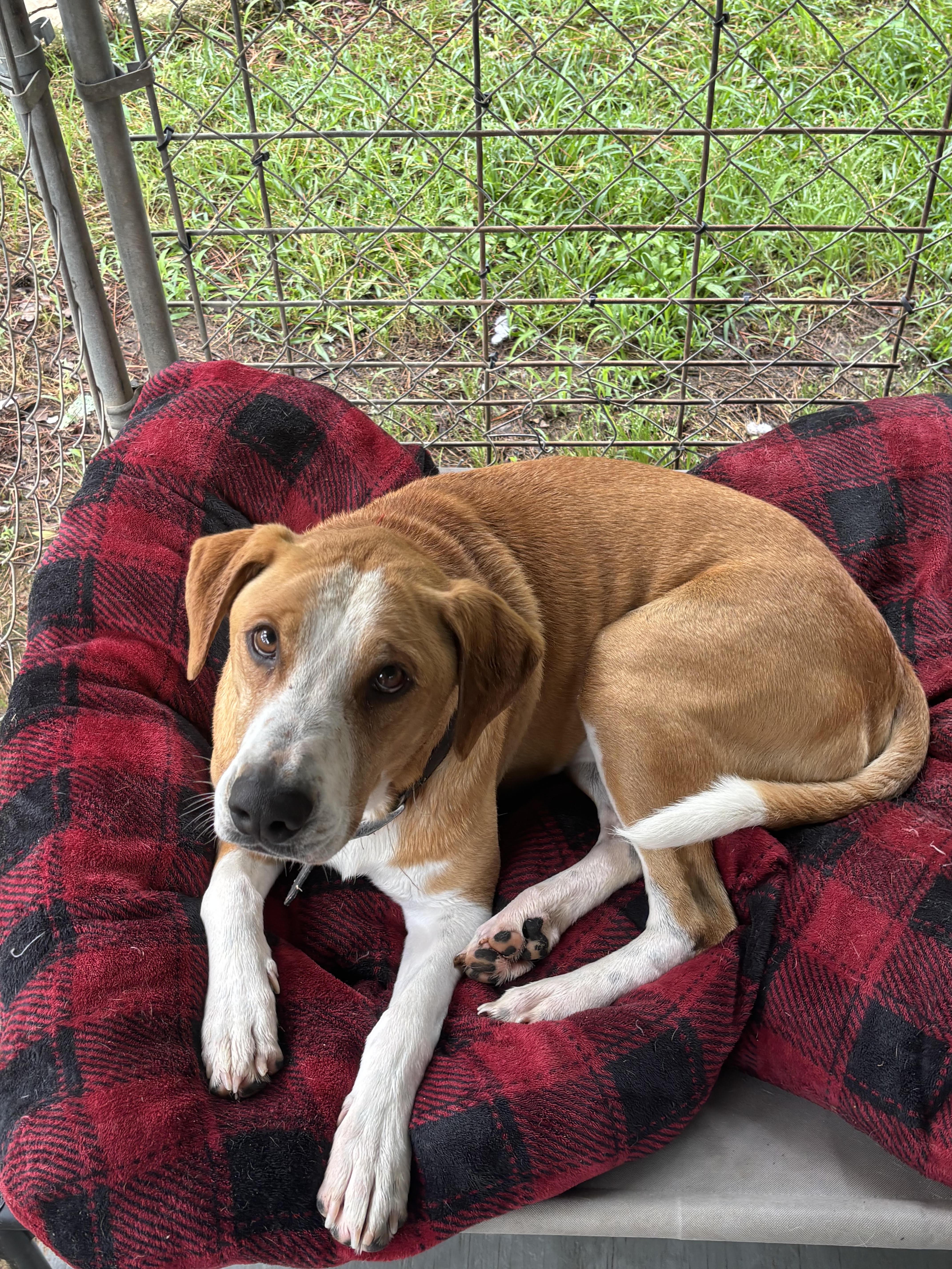 An adult medium-sized male Golden Coonhound dog named Bindigo for adoption in Ruston, LA