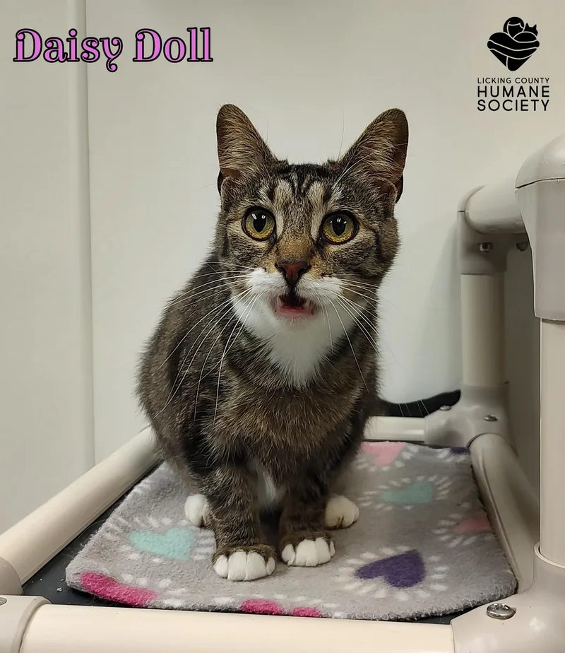 An adult medium-sized female Domestic Short Hair cat named Daisy Doll for adoption in Heath, OH
