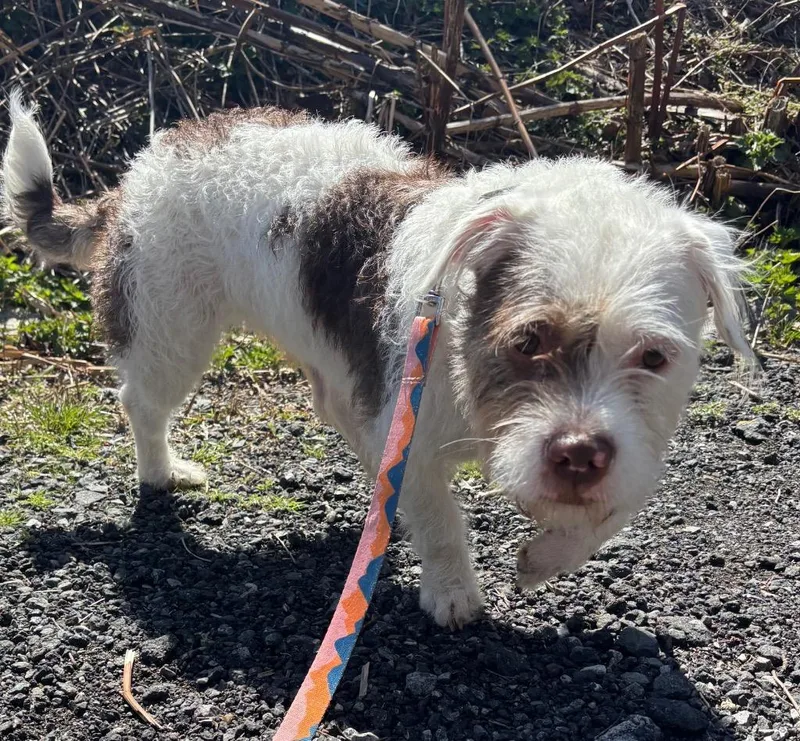 A young medium-sized female Bichon Frise dog named Lady Luck for adoption in Fall River, MA