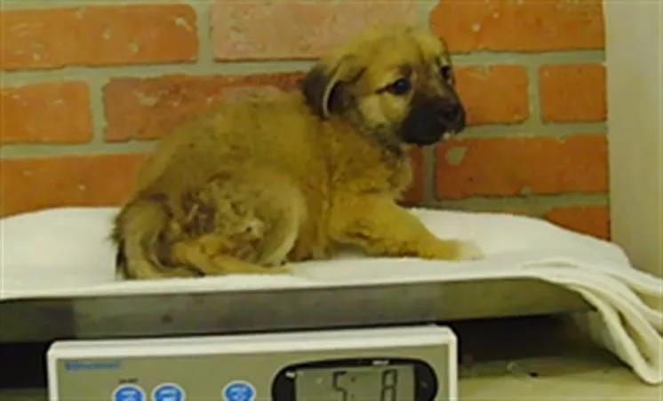 A baby small-sized female Labrador Retriever dog named Pearl for adoption in Houston, TX