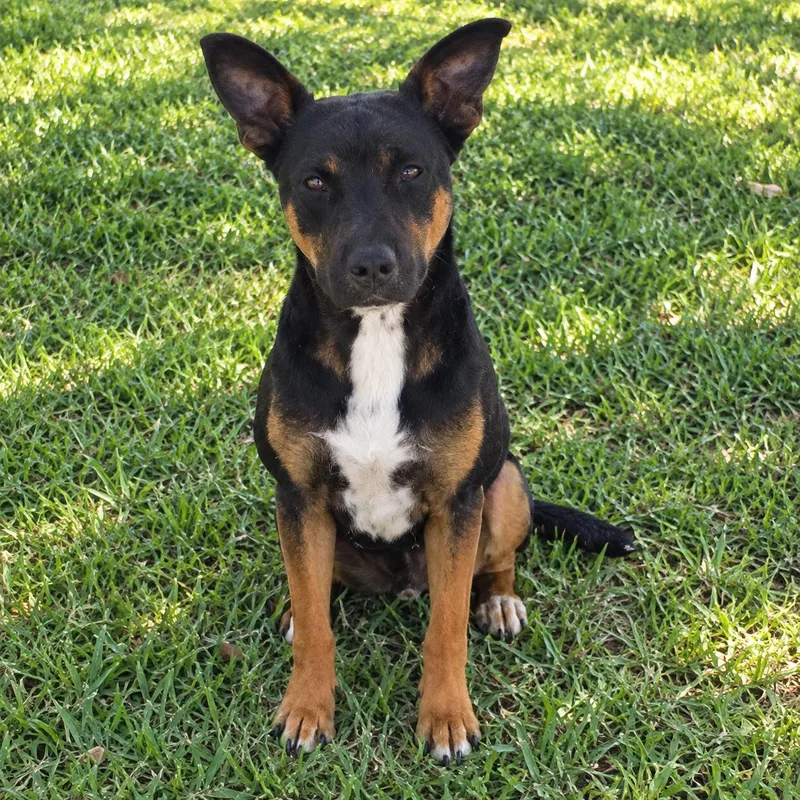 A young large-sized male Tricolor (Brown, Black, & White) German Shepherd Dog dog named Max for adoption in Dixon, IL