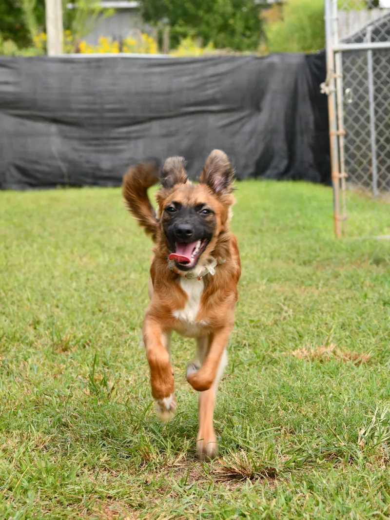 A young medium-sized female Tricolor (Brown, Black, & White) Shepherd dog named Jessie for adoption in Fairhope, AL