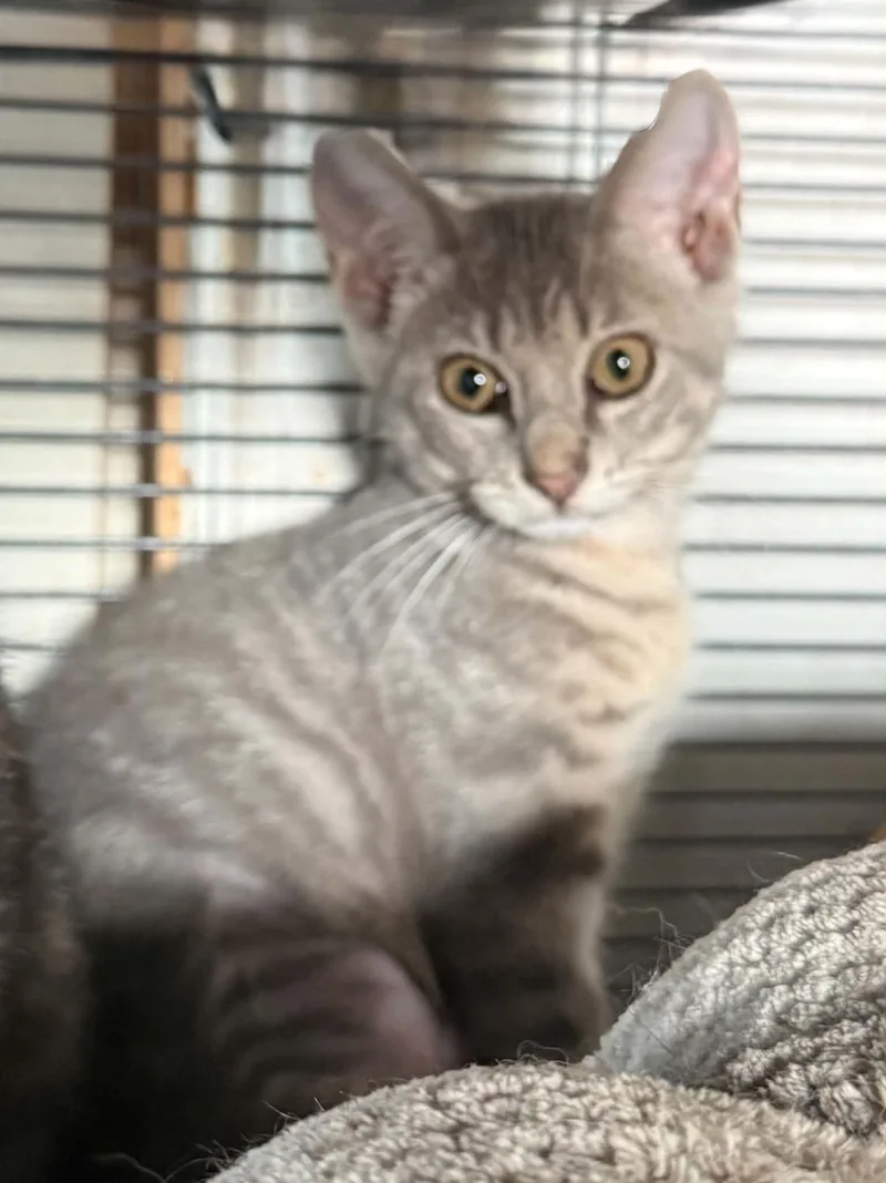 A baby small-sized female Tabby (Gray / Blue / Silver) Domestic Short Hair cat named Gigi for adoption in Oklahoma City, OK