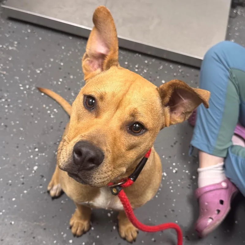 A young medium-sized female Brown / Chocolate Mixed Breed dog named Sunshine for adoption in Columbiana, AL
