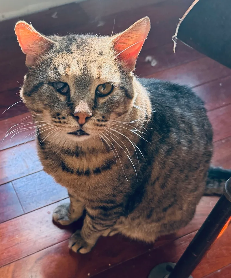 Puddin’ thumbnail 2