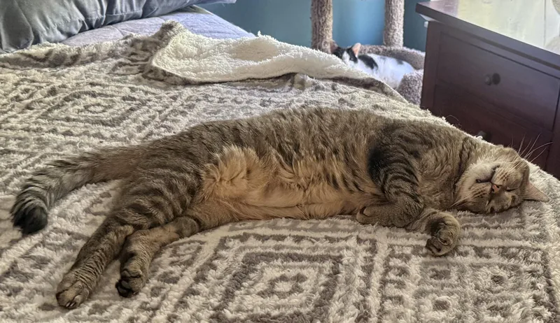 Puddin’ thumbnail 3