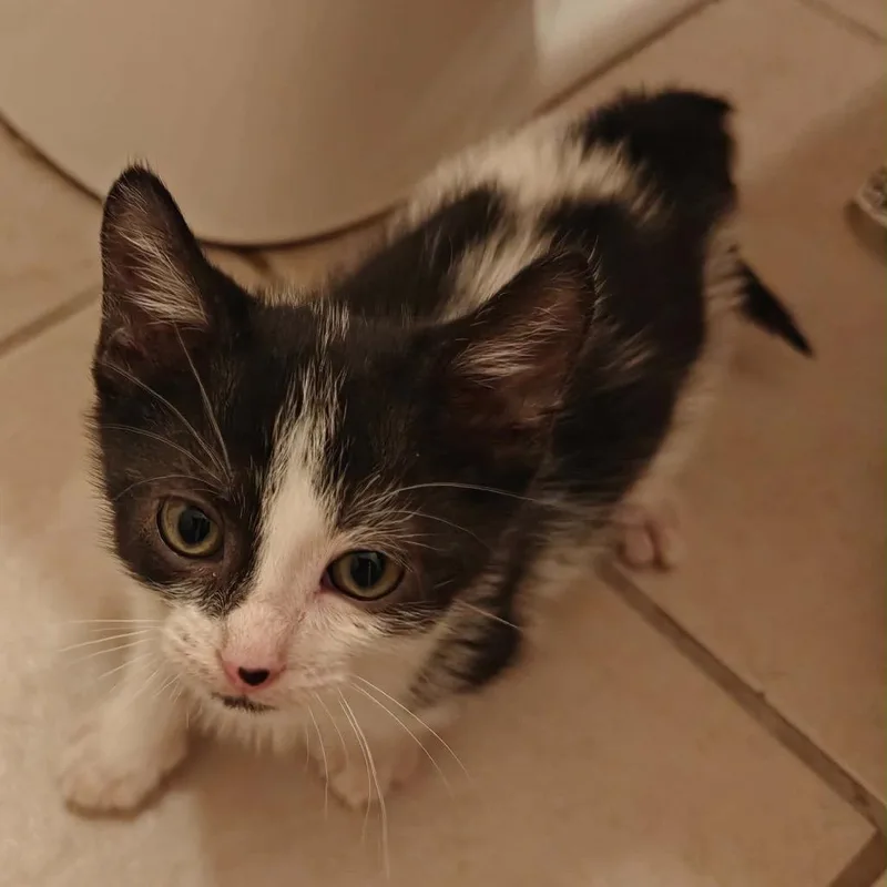 A baby small-sized male American Shorthair cat named Prince Eric for adoption in mount vernon, AR