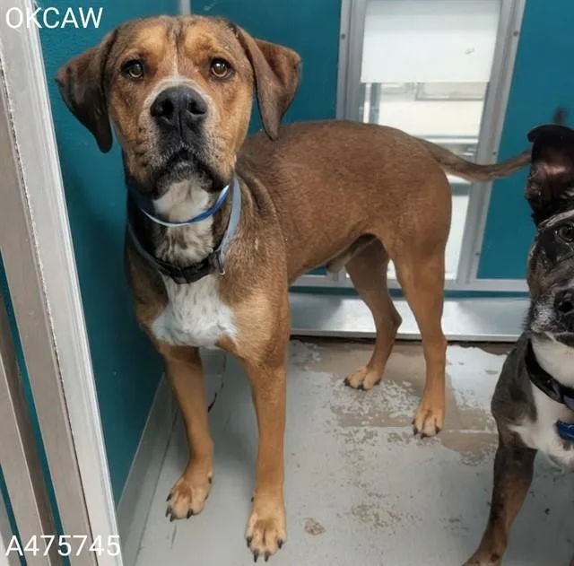 An adult medium-sized male Staffordshire Bull Terrier dog named A for adoption in Oklahoma City, OK