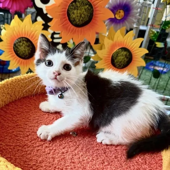 A baby small-sized female White Domestic Short Hair cat named Dewdrop for adoption in San Antonio, TX