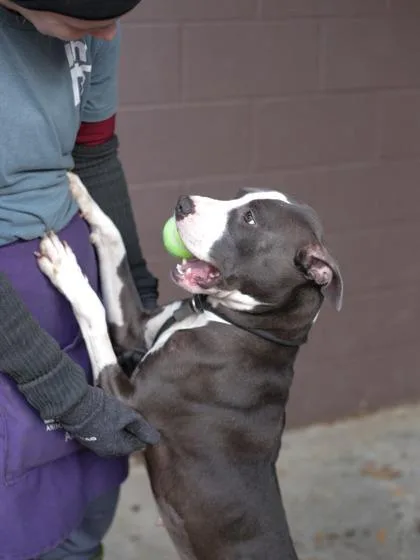 An adult medium-sized female Mixed Breed dog named Grapefruit for adoption in Chamblee, GA