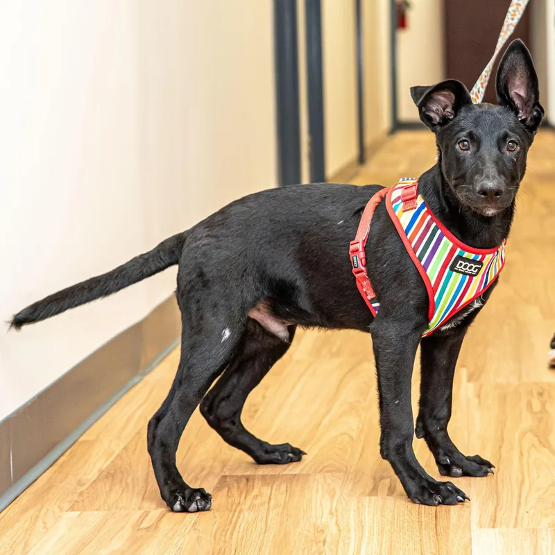 A baby medium-sized male Black Shepherd dog named Bobby for adoption in Lambertville, NJ