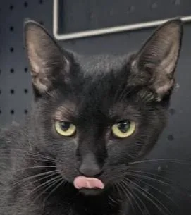 An adult medium-sized female Black Domestic Short Hair cat named Clarissa for adoption in Anoka, MN