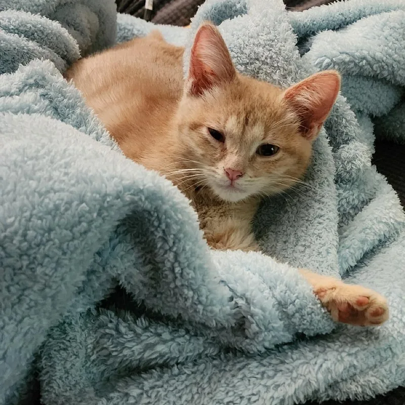 A baby small-sized female Buff / Tan / Fawn Domestic Short Hair cat named Cessie for adoption in Carmel, IN