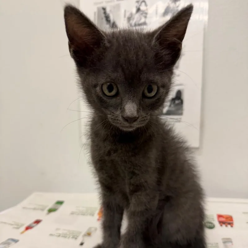 A baby small-sized male Domestic Short Hair cat named Dust Bunny for adoption in Jacksonville, FL