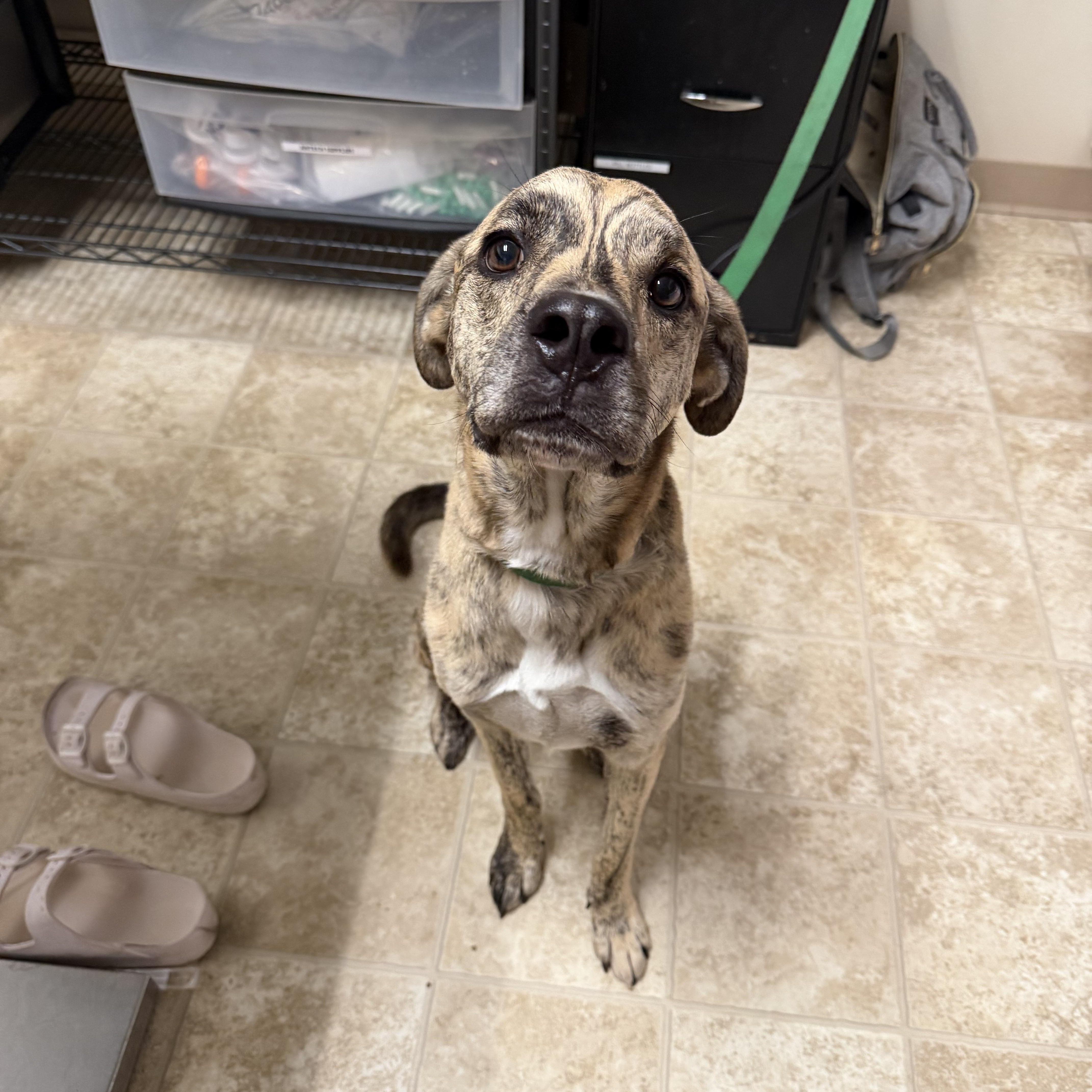 An adult large-sized male Brindle Labrador Retriever dog named Creek for adoption in Dodgeville, WI