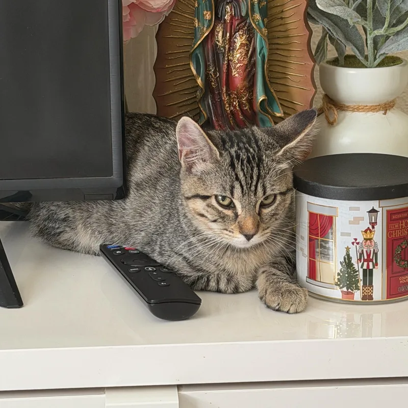 A baby small-sized female Tabby (Brown / Chocolate) Domestic Short Hair cat named Katara for adoption in Davis, CA