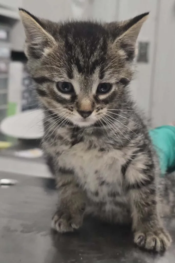 A baby small-sized male Domestic Short Hair cat named Kyle for adoption in Hillsdale, IN