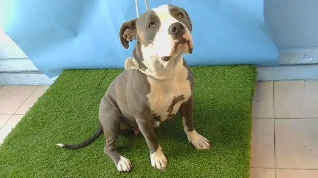 A young large-sized female Pit Bull Terrier dog named Gracie for adoption in Gardena, CA