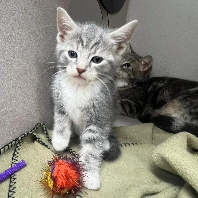 A baby small-sized male Gray / Blue / Silver Domestic Short Hair cat named Hugo for adoption in Winchester, VA