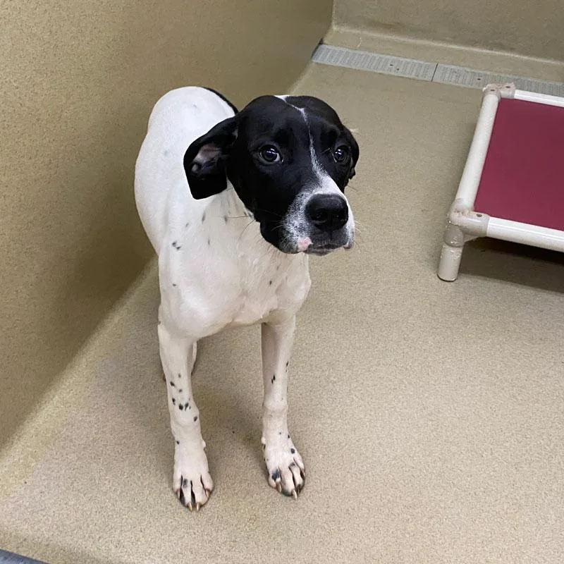 A young medium-sized male White / Cream Pointer dog named Angus for adoption in Monroe, GA
