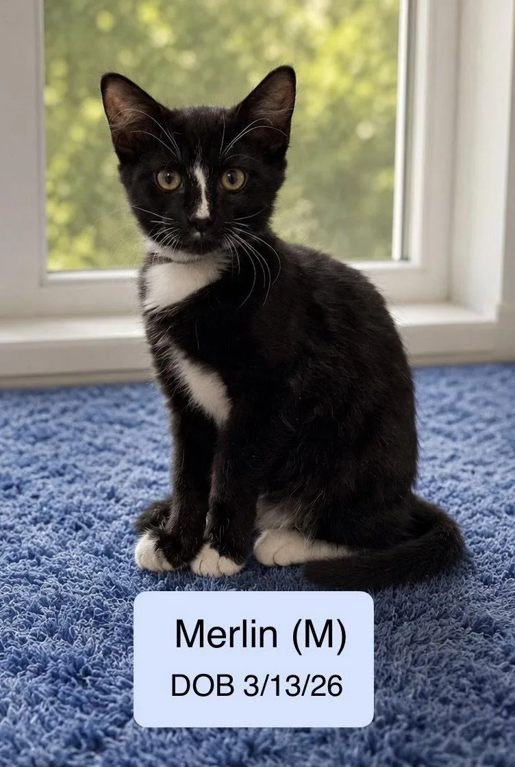 A baby medium-sized male Black & White / Tuxedo Domestic Short Hair cat named Merlin for adoption in Vacaville, CA
