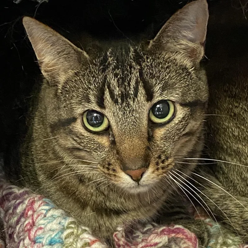 An adult medium-sized male Brown / Chocolate Domestic Short Hair cat named Patsy Ann for adoption in Norfolk, NE