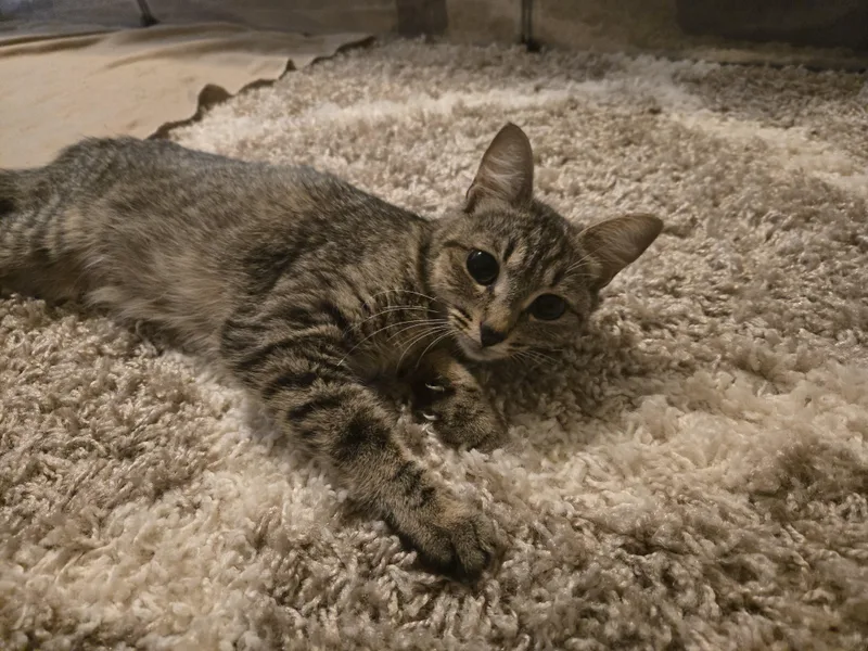 An adult medium-sized female Tabby (Brown / Chocolate) Domestic Short Hair cat named Harrietta for adoption in Marietta, GA